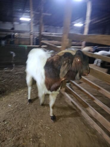 племенные коровы молочные купить: Продаю | Козёл (самец) — 5