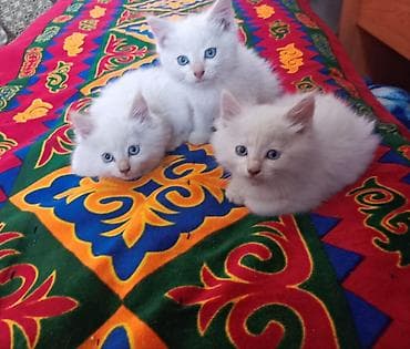 котята пушистые: Белоснежные котята с голубыми глазами. - Возраст: примерно 1–2 месяца — 1