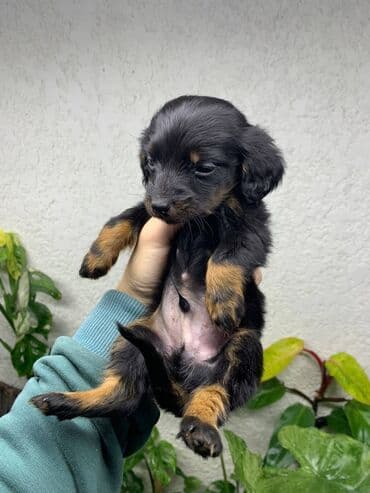 Такса, 2 месяца, Самец, С прививкой — 5