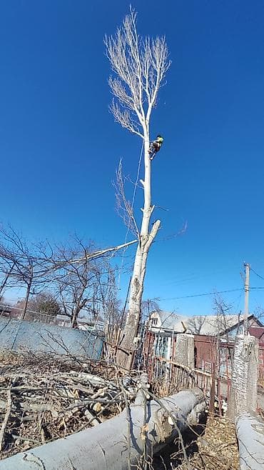 Спил Дерево Тал, Бак, Жаңгак акацса Дуб Орехи терек карагач Отун at lalafo.kg Спил Дерево Тал, Бак, Жаңгак акацса Дуб Орехи терек карагач Отун