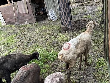 Животные: Продаю | Овца (самка) | Для разведения — 3