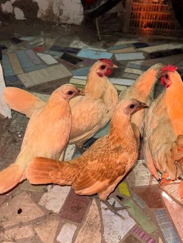 домик для котенка: Сатам | Тооктор, Короздор — 1