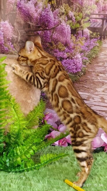 новорожденные котята: Друзья!! Проф питомник Бен Гла Мур Предлагает Шикарных элитных — 4