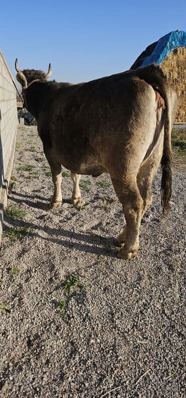 собаки рынок в бишкеке цены: Продаю | Корова (самка), Бык (самец), Тёлка | Швицкая | Для разведения, Для молока | Стельные — 2