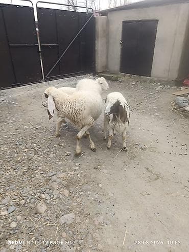 дикая утка: Продаю | Овца (самка) | На забой | Матка — 6