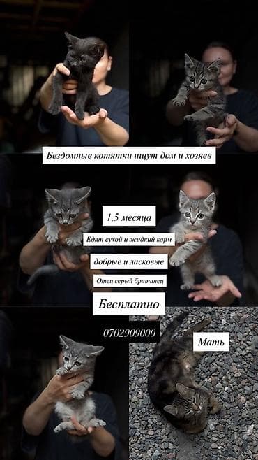Бездомные котята 5шт ищут дом и любящих хозяев - Возраст: 1,5 месяца — 1