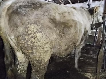 трава для животных: Продаю | Бык (самец) | На забой — 8