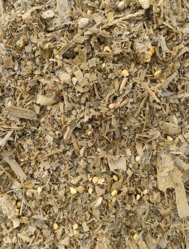 дом животных: Силос мелкого дробление 
Московский район село Ак торпок 
Сорт Ала тоо — 2