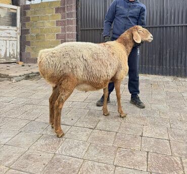 кой сойуш: Продаю | Овца (самка) | Арашан | Для разведения | Племенные, Котные, Матка — 3