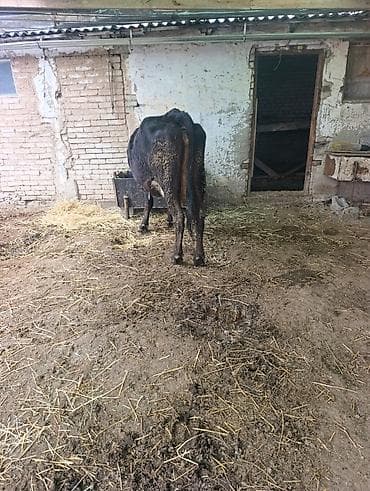 корова с телёнком: Продаю | Корова (самка) | Для молока | После отела — 6