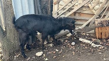 Продаю | Козёл (самец) | Для разведения | Племенные