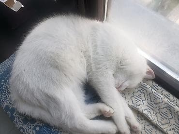 кошки серые: Кошка даром: Беспородная, Девочка, Приучена к лотку — 5