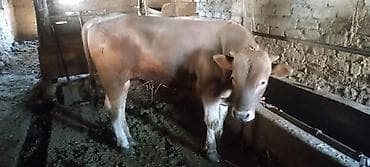 Продаю | Бык (самец) | На откорм | Привязанные