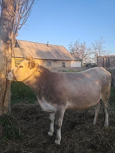 чистопородное разведение: Продаю | Корова (самка) | Для разведения | Привязанные — 3