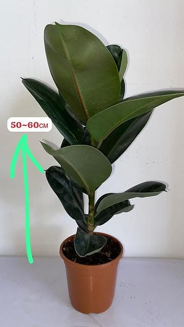 эластика: Комнатные растения в горшках: 1) Фикус эластика (Rubber Plant) - — 1