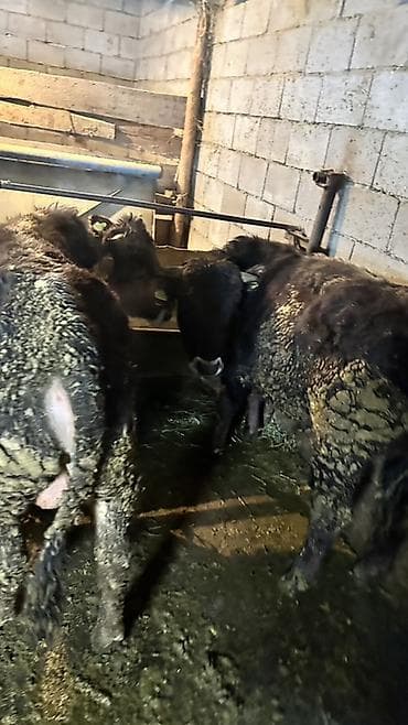 парода дакан: Продаю | Бык (самец) | На откорм | Привязанные — 4