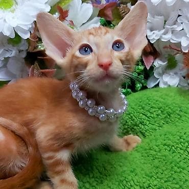 ЭКСКЛЮЗИВНЫЕ КРАСНЫЕ ОРИЕНТАЛЬНЫЕ КОТЯТА. Кому супер сладких