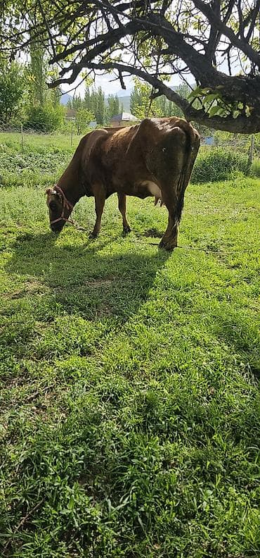 гуси линда: Продаю | Корова (самка), Бык (самец), Тёлка | Алатауская | Для разведения, Для молока | Стельные — 3