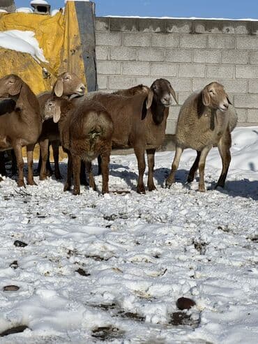 отдам даром охотничью собаку: Продаю | Ягненок | На забой | Племенные — 7