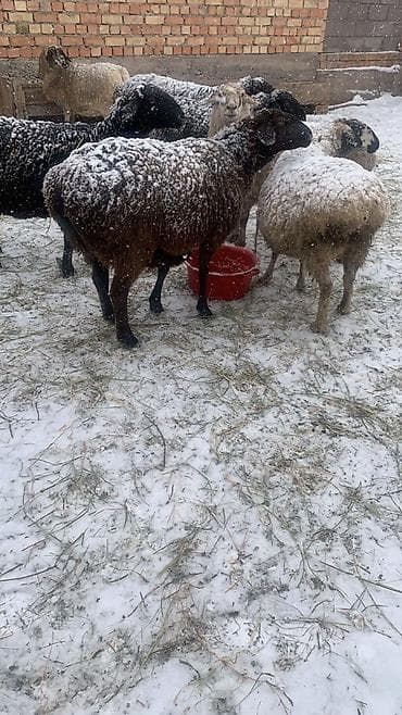 альпийская коза цена: Продаю | Овца (самка) — 1