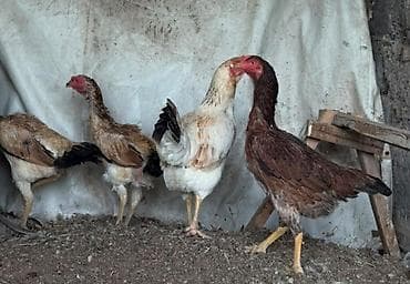 рыба для аквариума: Куры бойцовые ( Дакан ) 3 шт. бойцовые, 1 смешанная. Две квочки . по — 2