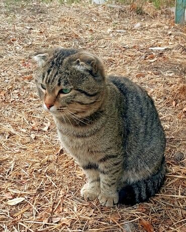 животные котенок: Скотиш Фолд (Шотландская вислоухая), 2 года, Мальчик, Метис — 2