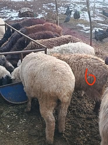 бигль собака: Продаю | Овца (самка) | Гиссарская, Полукровка, Долан | На забой, Для разведения, Для шерсти | Котные, Кастрированные, Матка — 5