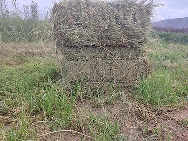 корова уй: Сено в тюках (прямоугольные кипы) - Заготовлено с природных лугов — 3