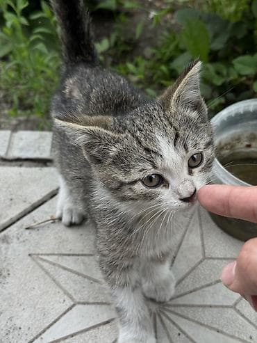 кошка с разными глазами: Котёнок серо-белого окраса (тигровый табби), короткошёрстный. На фото — 1