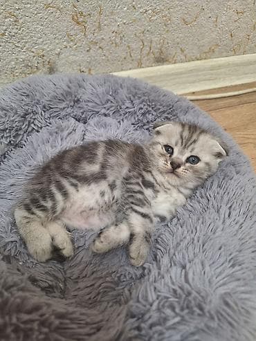 саванна кошка цена: Скотиш Фолд (Шотландская вислоухая), 1 месяц, Мальчик, Черепаховый, Проглистована — 2