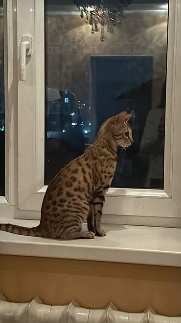 Кошки: Бенгальская кошка. 9 месяцев, девочка. Приучена к латку. Причина — 3