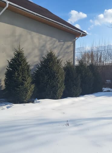 Саженцы деревьев: Ели, Самовывоз