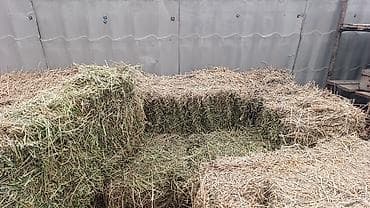 алабай бишкек: Сено в тюка 4 орум 350 сом — 1