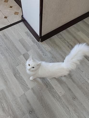 кошки без шерсти: Турецкая анкорка, белоснежная длинношёрстная кошка с гетерохромией — 2