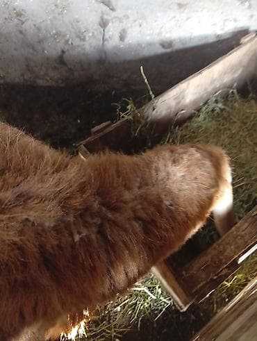 коза заненская: Продаю | Баран (самец) | Для разведения | Осеменитель — 6