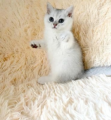 кошка бесплатная: Продается котёнок скоттиш страйт. мальчик серебристая шиншилла окраса — 7