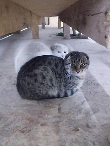 скоттиш фолд шотландская вислоухая кошка: Скотиш Фолд (Шотландская вислоухая), 1 год, Мальчик, Серый — 2