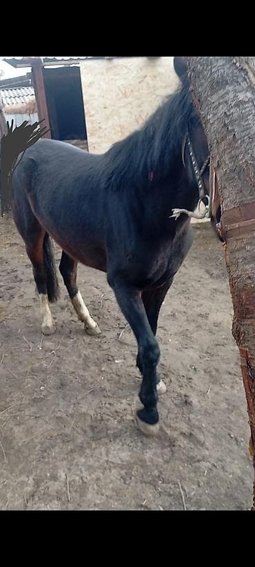 Другие животные: Продаю | Кобыла (самка) | Рабочий — 6