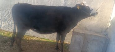немецкий овчарка черного окраса: Продаю | Корова (самка) | Полукровка | Для разведения | Стельные — 4