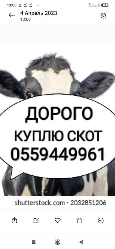 Частное лицо, Колбасный цех : Коровы, быки, Лошади, кони, Другие с/х животные, | Круглосуточно, Любое состояние, Забитый