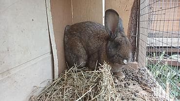 Животные: Продаю | Крольчиха (самка), Кролик самец — 3