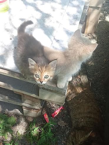 котята рыжие: 5 хороших котят🩷1.рыжий.2.полосатый.3.трехшерстый.4.белый.5.бежевый — 4