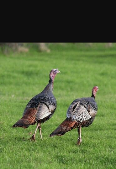 купить корову швицкой породы: Продаю | Индюк (самец) | Для разведения — 7