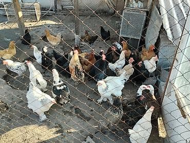 канарейка цена: Продаю курей домашних несуца, и селезень индоутка — 1