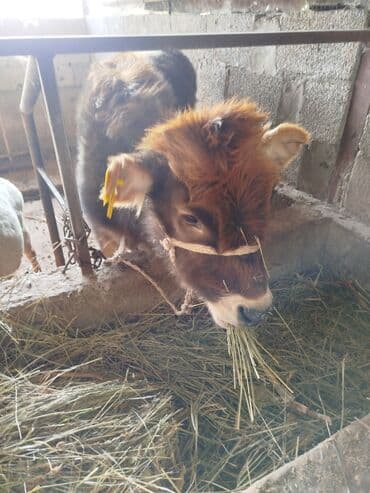 Продаю | Музоо, торпок | На откорм | Привязанные