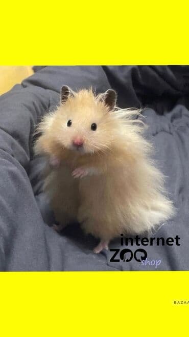 Ковролин: Продаются сирийские и джунгарские хомячки. Ручные не кусаются. Есть — 6