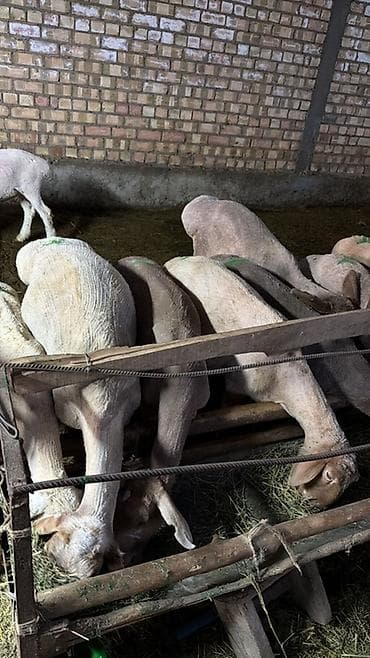 кане корсо собака цена: Продаю | Баран (самец) | На забой — 5