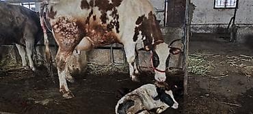 Ветеринар кызматы: Сатам | Уй (ургаачы) | Көбөйтүү үчүн, Сүт алуу үчүн — 1