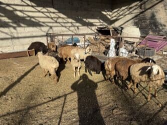 продажа домашних животных: Продаю | Овца (самка), Ягненок, Баран (самец) | Гиссарская, Полукровка, Долан | На забой, Для разведения, Для шерсти | Племенные, Котные, Кастрированные — 2