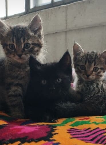 домик для котенка: Очаровательные котята бесплатно в добрые руки. - Помет из трех — 1